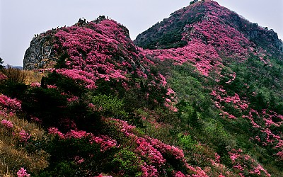 영취산 진달래(영취산)