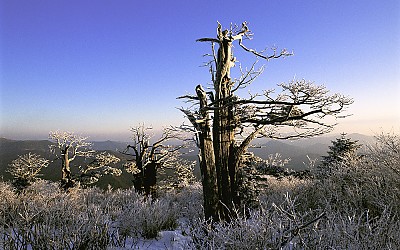 설경(태백산)