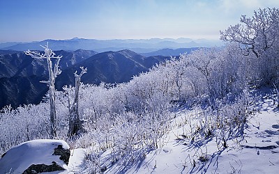 고사목을 보다 2(덕유산)