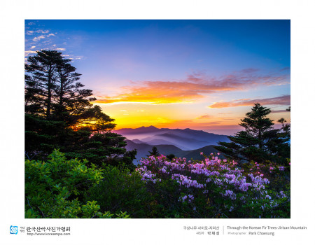 구상나무 사이로