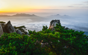 솔숲에 내리는 빛