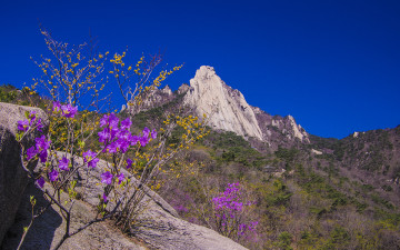 도봉산의 봄풍경