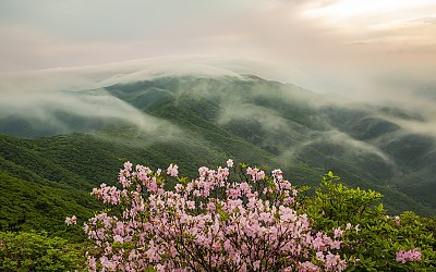 소백의 패턴