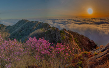 닭대신 꿩으로,,,,