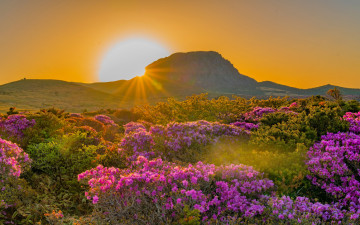 진달래는 지고,,,,,