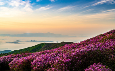 황매산 !