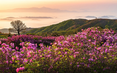 황매산 !