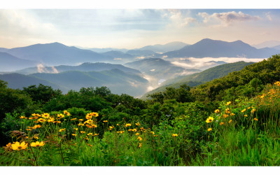 금계국이 흐드러진 산자락에서