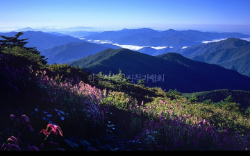 산오이풀이 있는 풍경