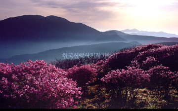 진달래 피던 날