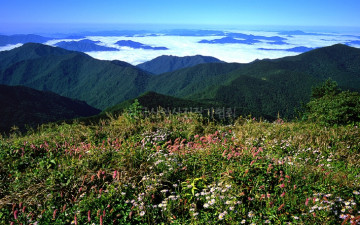 야생화가 있는 풍경