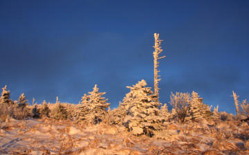 주목에 핀 흰 꽃