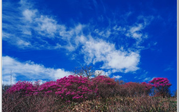 덕유 하늘과 진달래