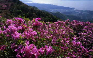 바다가 보이는 일림산.