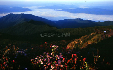  야생화가 있는 풍경.