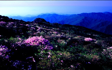 잔돌 평전의 봄