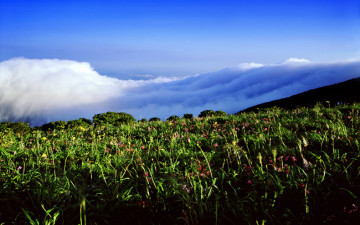 지리산 노고단 / 산상의 쓰나미
