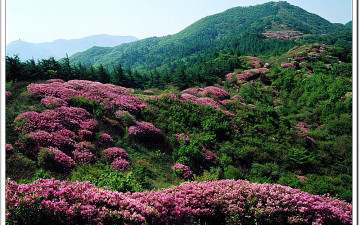 지리산  바래봉 철쭉