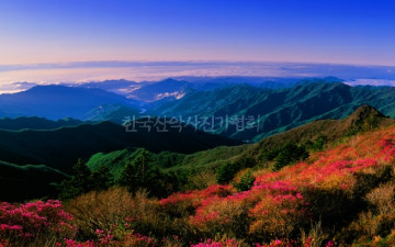 진달래가 있는 풍경