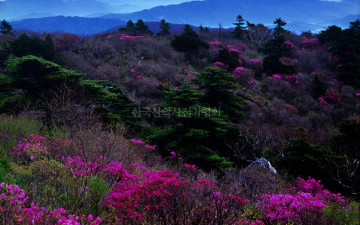 진달래 산천