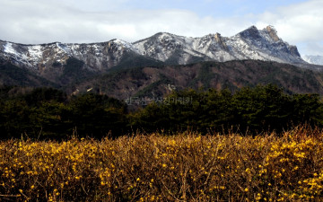 설악 달마봉 개나리