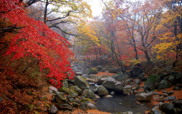 해인사 계곡의 가을입니다