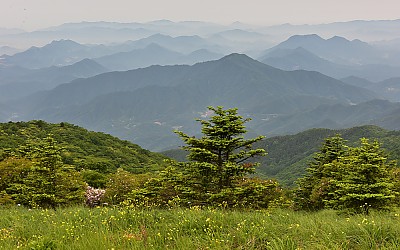 소백산의 봄