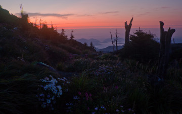 제석봉의 산오이풀