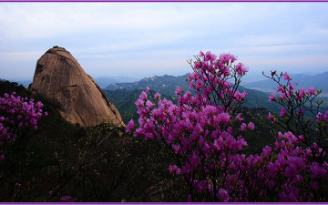 인수봉  진달래
