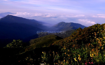 야생화가 있는 풍경.