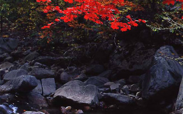 폭포가 있는 단풍