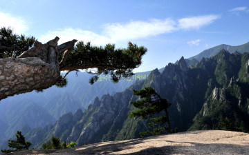 소나무와 1275봉