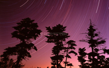 덕유산 구상나무 북천일주