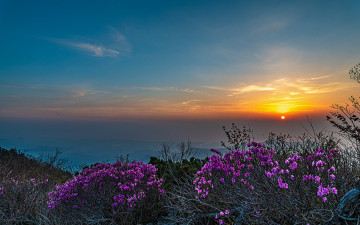 털진달래와 일출