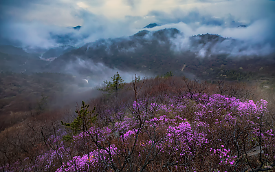 진달래 동산