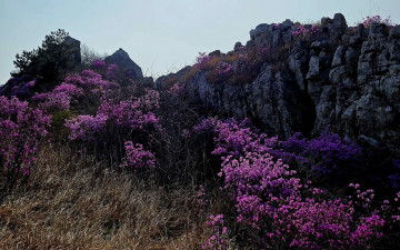 주작산. - 덕룡산(주작산)