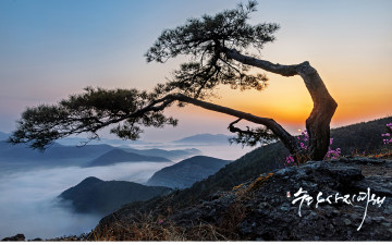 봄 을 기다리는 소나무!