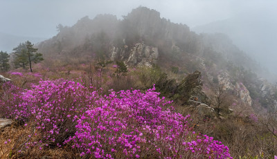 주작산 진달래 - 덕룡산(주작산)