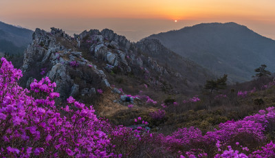 주작산 진달래 - 덕룡산(주작산)