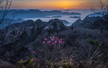 문장대 진달래 - 속리산