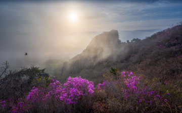 금정산 진달래 - 금정산