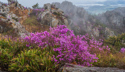 주작산 진달래 - 덕룡산(주작산)