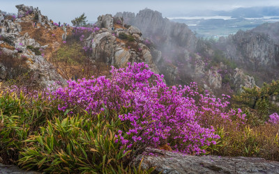 주작산 진달래 - 덕룡산(주작산)