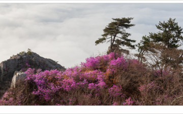 와이드로 본 봄
