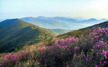 미리보는 진달래 - 함백산