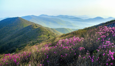 미리보는 진달래 - 함백산