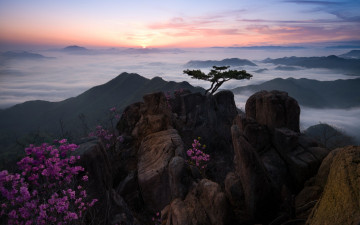 진달래핀 대둔산 - 대둔산