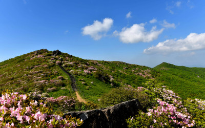 소백산의 아름다운 철쭉을 담다