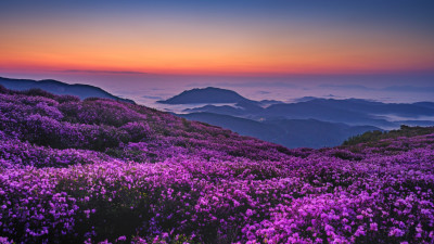 황매산 여명의 시간