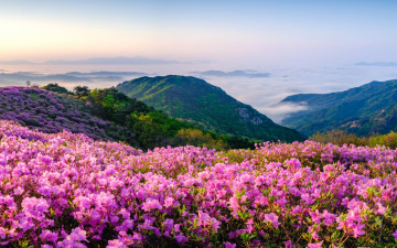 해뜬 후 황매산